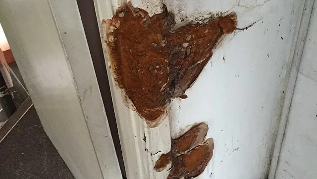 Wood worm damage