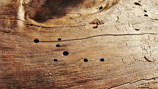 woodworm